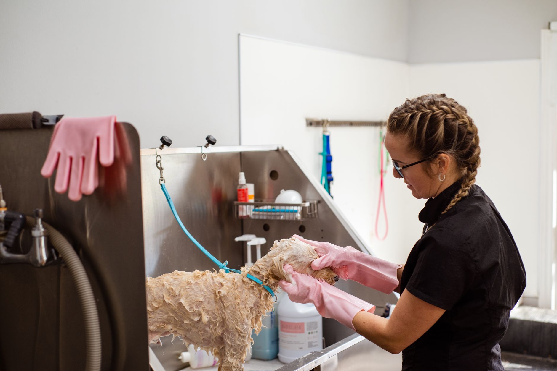 Groomer carefully bathing a curly-coated dog in the salon